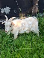 Mooi bokje, Dieren en Toebehoren, Schapen, Geiten en Varkens