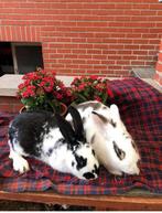 Vlinderkonijnen konijn konijnen konijntje konijntjes, Dieren en Toebehoren, Konijnen, Meerdere dieren, Middelgroot, 0 tot 2 jaar