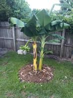 GEZOCHT Musa Orinoco plant, Tuin en Terras, Planten | Tuinplanten, Ophalen