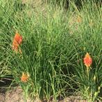 vuurpijl/kniphofia, Autres espèces, Plein soleil, Été, Enlèvement