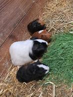 Te koop, jonge cavia's, Dieren en Toebehoren, Knaagdieren, Cavia, Juli, Meerdere dieren, Tam