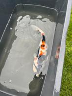 Japanse koi (42 cm), Karper of Koi