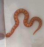 Haakneusslang - albinoconda, Dieren en Toebehoren, Reptielen en Amfibieën