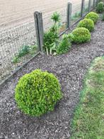 Buxus - verschillende diameter, Jardin & Terrasse, Plantes | Arbustes & Haies, Enlèvement, Buis