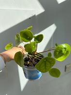 Pannenkoekenplant, Huis en Inrichting, Kamerplanten, Ophalen