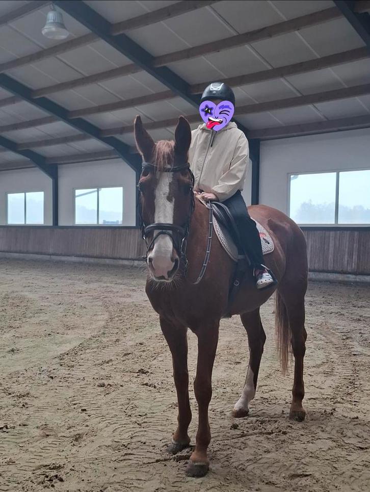 Brave sportmerrie te koop kan ook dienen als fokmerrie, Dieren en Toebehoren, Paarden, Merrie, Z, 165 tot 170 cm, 11 jaar of ouder