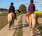 Wandelingen / verzorgster, Dieren en Toebehoren, Paarden, L