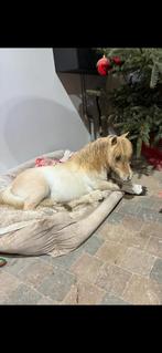 Apart gekleurd mini paardje, Animaux & Accessoires, Chevaux, Vermifugé, Moins de 160 cm, 0 à 2 ans, Cheval de récréation