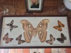Kader met echte vlinders, Verzamelen, Ophalen, Zo goed als nieuw, Insect, Opgezet dier