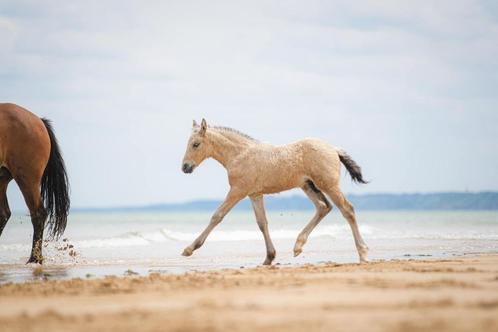 Poulain ICPB PP isabelle. Ideal loisir ou compétition, Dieren en Toebehoren, Pony's, Ruin, B, E pony (1.48m - 1.57m), Springpony