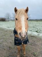 Pony aangeboden, Dieren en Toebehoren