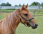 Quarter Horse merrie, Dieren en Toebehoren, Merrie