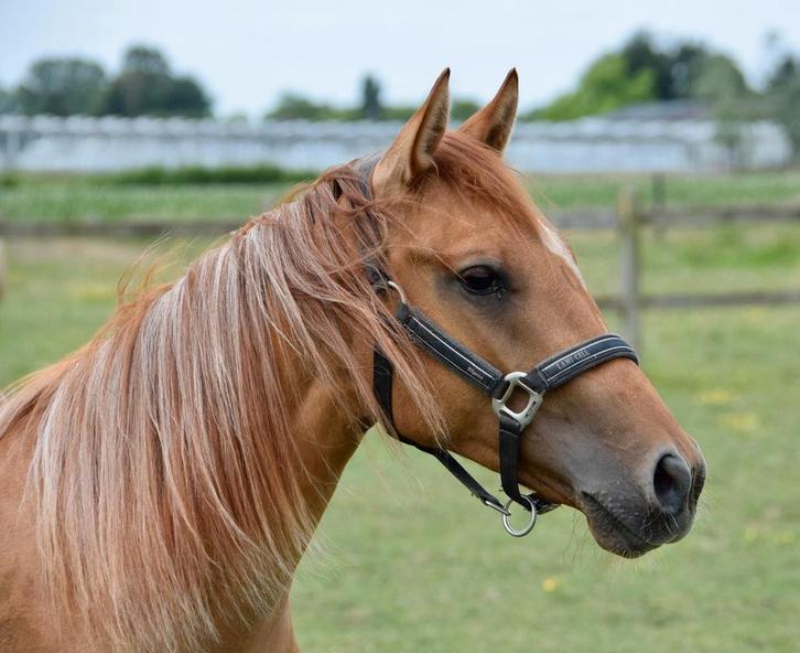 Aqha  Quarter Horse merrie, Dieren en Toebehoren, Paarden, Merrie