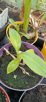 Musa acuminata Papua banaan, zeldzame soort, Tuin en Terras, Planten | Tuinplanten, Ophalen