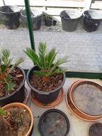 TRIO PALMBOOM, Minder dan 100 cm, Zomer, Palmboom, Ophalen
