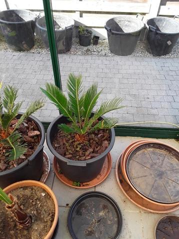 TRIO DE PALMIERS, En pot, Moins de 100 cm, Plein soleil, Enlèvement