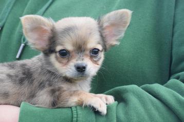 Chihuahua pups mooi klein blijvend beschikbaar voor biedingen