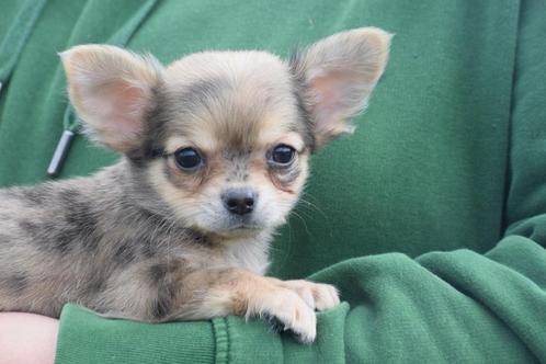 Chihuahua pups mooi klein blijvend, Dieren en Toebehoren, Honden | Chihuahua's en Gezelschapshonden, Meerdere dieren, Chihuahua