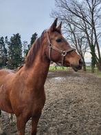 Merrie zoekt 5 sterrenhuisje, Dieren en Toebehoren, Merrie, Met stamboom, Dressuurpaard, Zadelmak