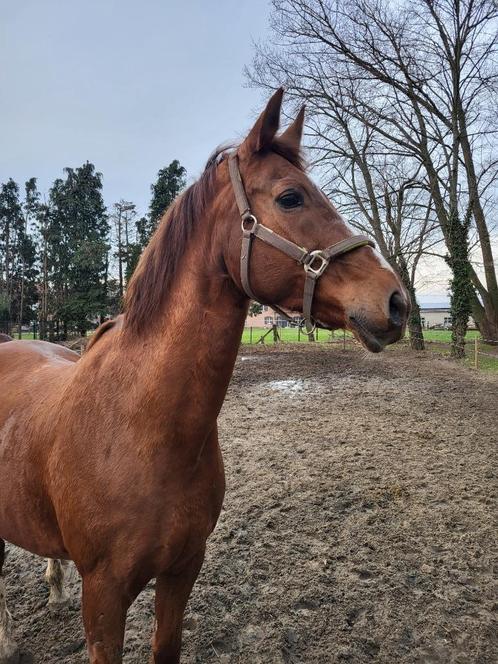 Merrie zoekt 5 sterrenhuisje, Dieren en Toebehoren, Paarden, Merrie, Zadelmak, 170 tot 175 cm, 11 jaar of ouder, Dressuurpaard