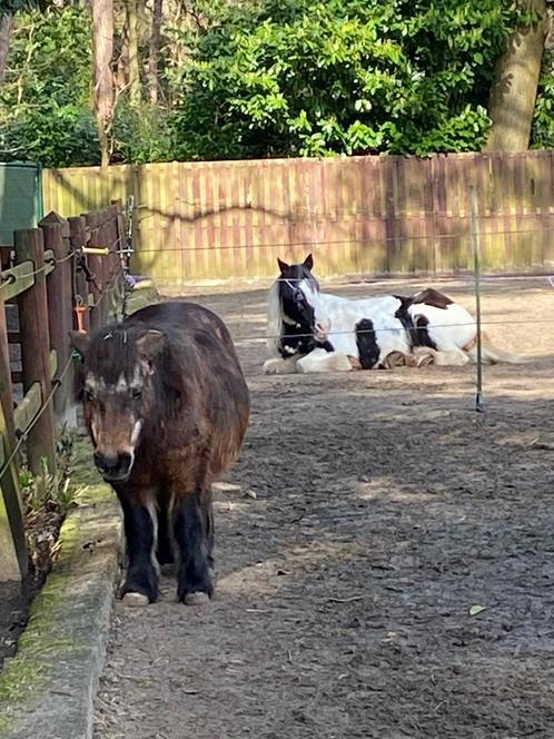 Op zoek naar tinker, Dieren en Toebehoren, Paarden, Ruin