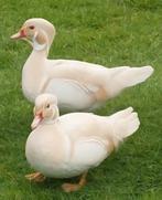 Witte carolina eenden., Dieren en Toebehoren