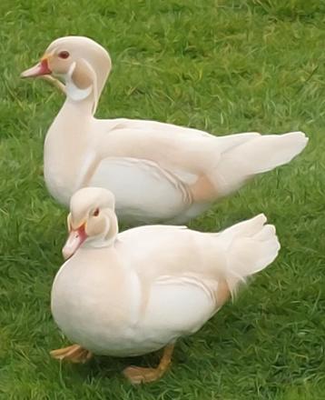 Witte carolina eenden.