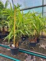 trachycarpus fortunei, 3 tiges, hauteur 95 cm, Jardin & Terrasse, Enlèvement ou Envoi