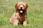 Cavapoo pups te koop, Dieren en Toebehoren, 15 weken tot 1 jaar, Overige rassen, Buitenland, CDV (hondenziekte)