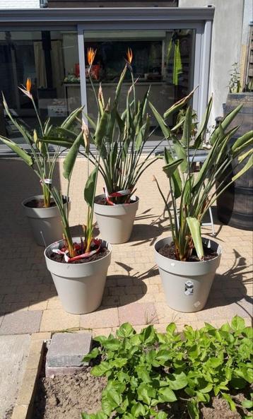 Strelitzia (Paradijsvogelbloem) beschikbaar voor biedingen