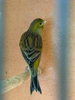 Twee timprado classico 9 maand oud, Mannelijk