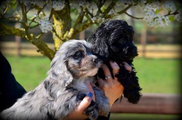 Cavapoo pups beschikbaar voor biedingen