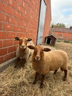 Ardense voskop ram, Dieren en Toebehoren, Schapen, Geiten en Varkens, Mannelijk, Schaap, 0 tot 2 jaar
