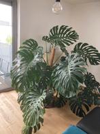 Grote Monstera, Huis en Inrichting, Kamerplanten, Ophalen, Ficus, Halfschaduw, In pot