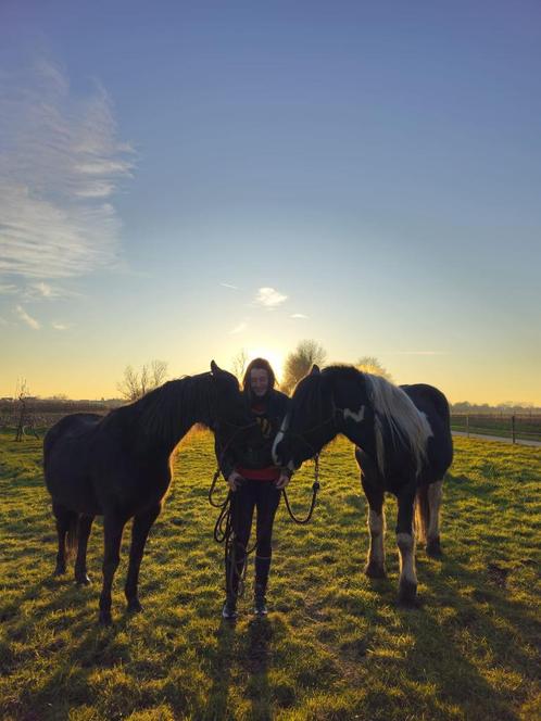 GEZOCHT: bijrijder/verzorger/halve stal, Dieren en Toebehoren, Pony's, Ruin, B, C pony (1.27m tot 1.37m), Recreatiepony, 3 tot 6 jaar
