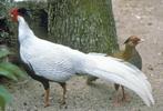 fazant zilverfazant, Meerdere dieren