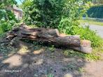 boomstam Rhamnus GRATIS, Tuin en Terras, Brandhout, 3 tot 6 m³, Ophalen, Overige houtsoorten, Stammen