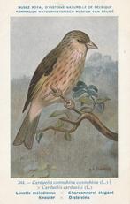 KRUISING  KNEUTER X DISTELVINK, Collections, Cartes postales | Animaux, Envoi, Non affranchie, Oiseaux