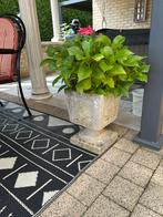 Betonnen tuinvaas met gratis hortensia, Ophalen