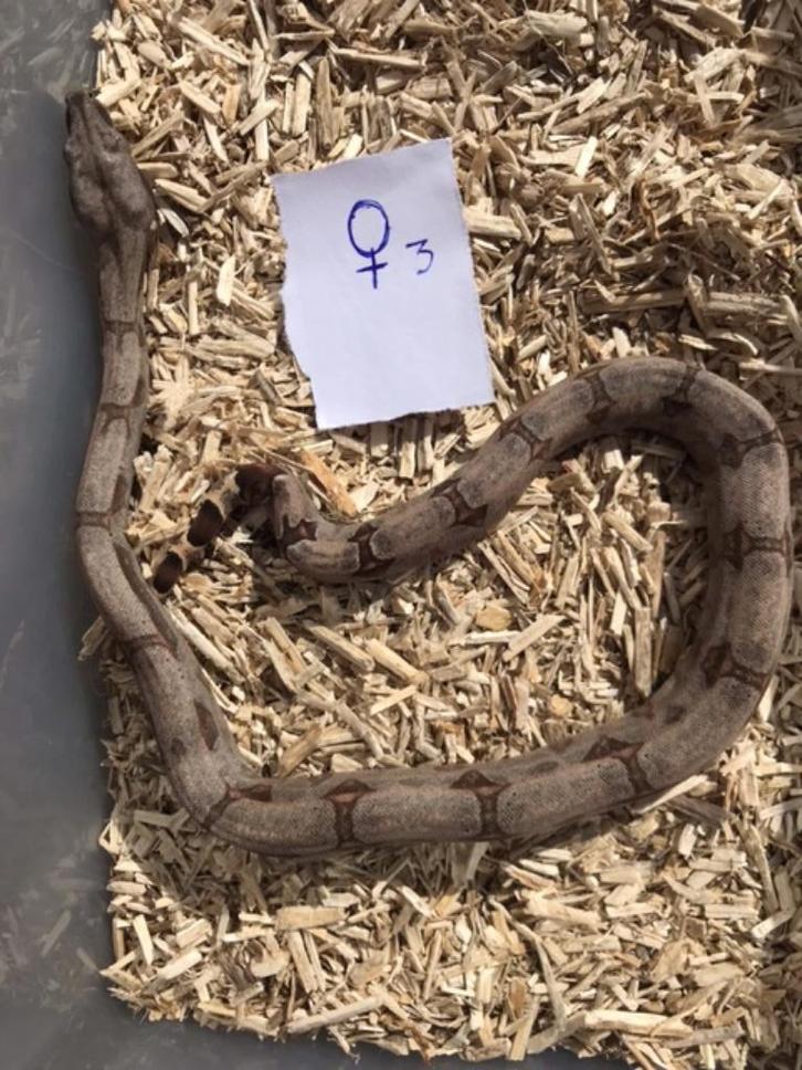 Boa Constrictor Amarali, Dieren en Toebehoren, Reptielen en Amfibieën, Slang, 0 tot 2 jaar, Tam
