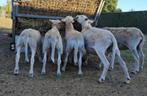 Easy Care lammeren 2025, Dieren en Toebehoren, Schapen, Geiten en Varkens, Meerdere dieren, Schaap, 0 tot 2 jaar