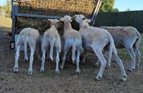 Easy Care lammeren 2025, Dieren en Toebehoren, Schapen, Geiten en Varkens, Schaap, Meerdere dieren, 0 tot 2 jaar