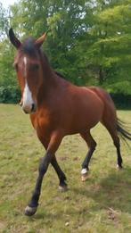 19 jarige merrie te koop., Dieren en Toebehoren, Paarden, Merrie, Recreatiepaard, Gechipt, 11 jaar of ouder