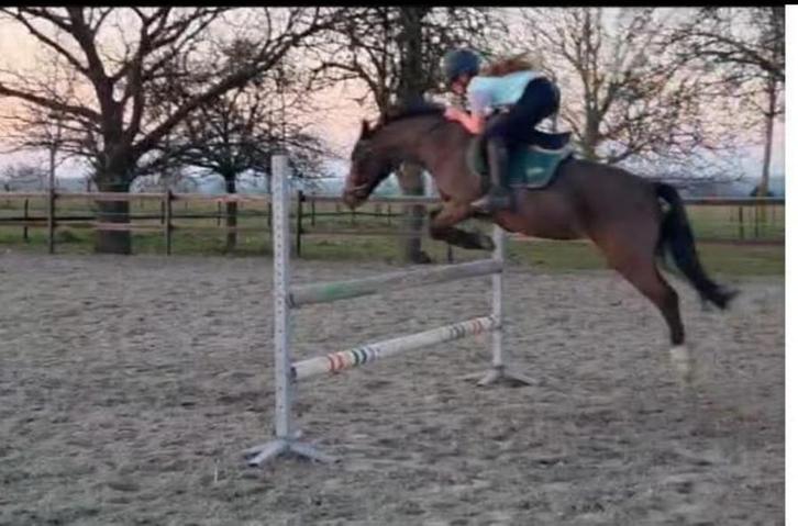 Ideale leermeester, Dieren en Toebehoren, Paarden, Merrie