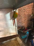 Vogels, Enlèvement ou Envoi