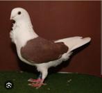 Gezocht KOPPEL LUIKSE MEEUWKES, Dieren en Toebehoren, Vogels | Duiven