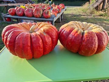 mooie, eetbare Halloween Pompoenen (muscat) groot aantal beschikbaar voor biedingen