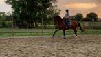 6 jarige merrie, Dieren en Toebehoren, Paarden, Merrie, Gechipt, Dressuurpaard, 3 tot 6 jaar