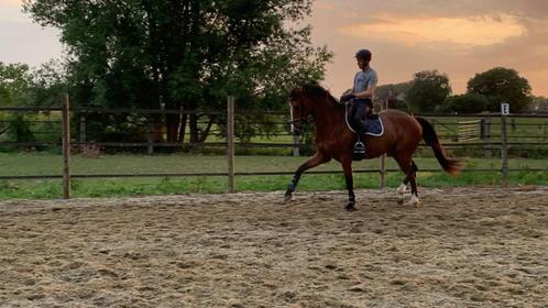 6 jarige merrie, Dieren en Toebehoren, Paarden, Merrie, 165 tot 170 cm, 3 tot 6 jaar, Dressuurpaard, Met stamboom, Gechipt, Ontwormd