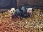 Mini hangbuik biggen/varkentjes, Dieren en Toebehoren, Meerdere dieren, Varken, 0 tot 2 jaar